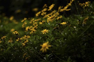 雨后野花