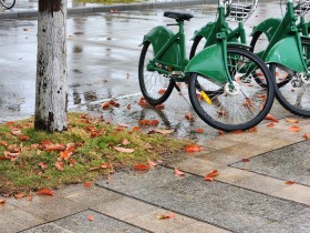 雨天-落叶-小绿