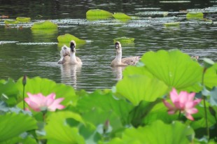 鹅中花