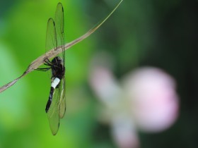 雾里看花