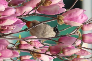 花中之鸟