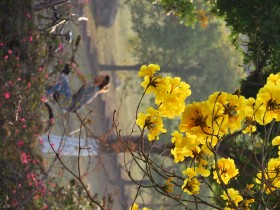 黄花红花伴我归